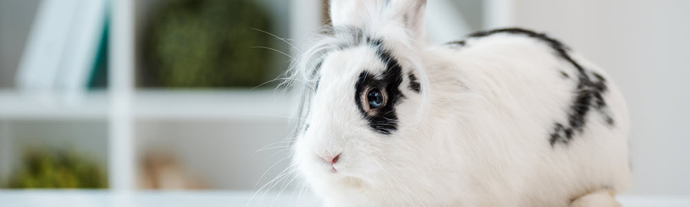 Rabbit Image